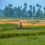 Rwandan fortified cereals boost nutrition security in schools - Climate Warriors